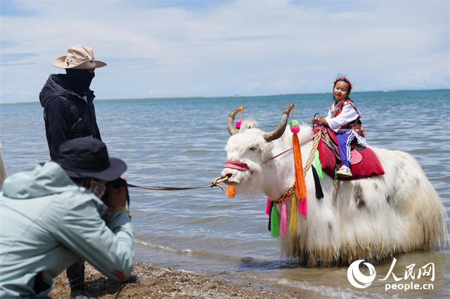 青海湖主景区，游客与“扎着小辫儿”的白牦牛合影。人民网记者 甘海琼摄