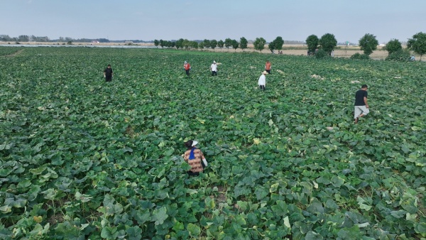 邓州市陶营镇：“1+N”带动产业旺 拓宽乡村振兴路